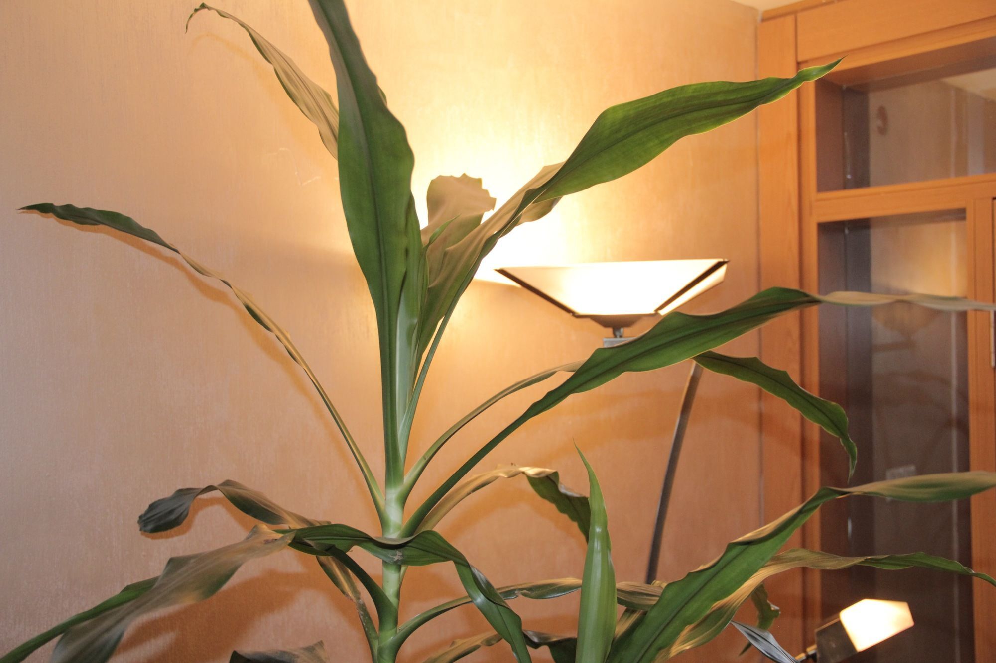 Momona Hotel Addis Ababa Luaran gambar
